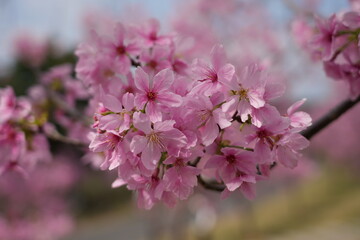 pink cherry blossom in spring