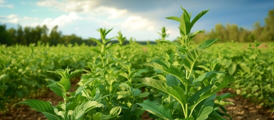 Northern tobacco in the field is a medicinal and addictive plant.