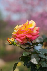 pink and yellow rose