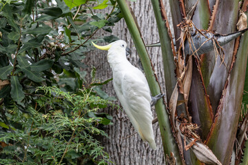 Sulphur Crested White Cockatoo in a Giant Bird of Paradise plant