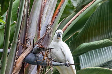 Sulphur Crested White Cockatoo in a Giant Bird of Paradise plant