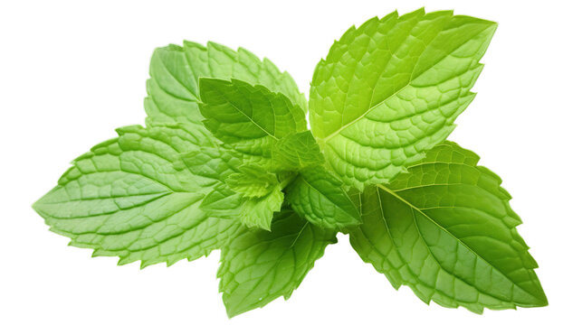 Fresh mint leaves isolated on transparent background, Generative ai.