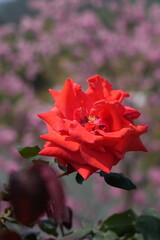 red rose flower