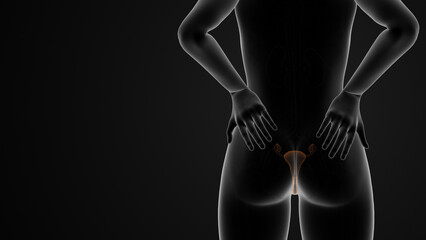 Naklejka premium Back pain during menstruation cycle or dysmenorrhea