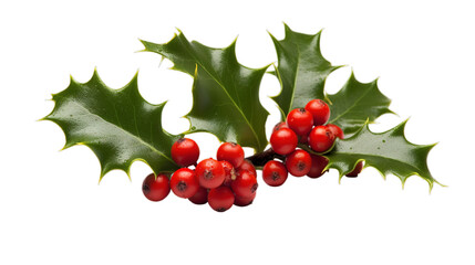 Holly Berries, Spring of holly isolated on transparent background, Generative ai.