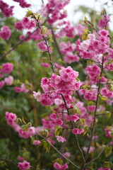 pink and white flowers
