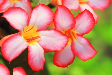 beautiful pink color adenium obesum or desert rose in full bloom in the garden in summer season