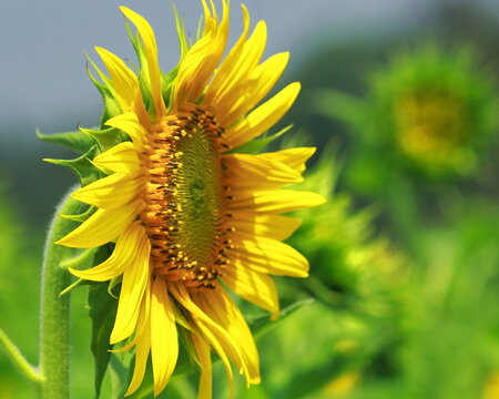 beautiful sunflowers are in full bloom in the field in spring season, countryside of india. oil seed crops cultivation