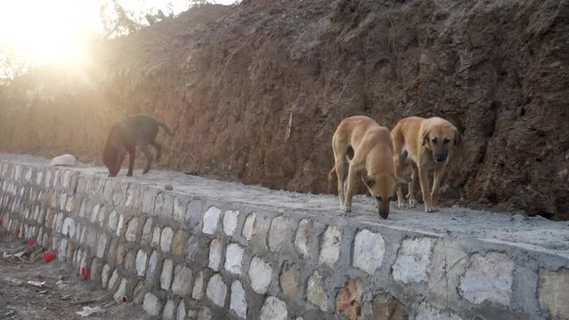 Dehradun, uttarakhand - India. A group of stray dogs standing on a stone wall.