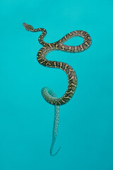Python snake in the turquoise water of a swimming pool in Brisbane, Australia