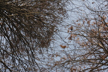 Nature Beautiful Tree Branches Isolated in the sky
