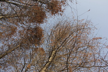 Nature Beautiful Tree Branches Isolated in the sky