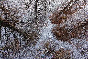 Nature Beautiful Tree Branches Isolated in the sky