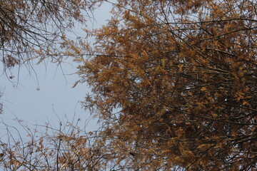Nature Beautiful Tree Branches Isolated in the sky