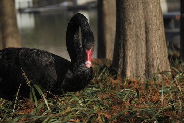 Dark black swan eating grass