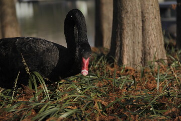 Fototapeta premium Dark black swan eating grass