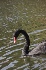 Beautiful dark black swan swimming in the lake water