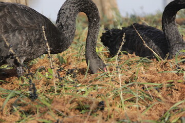 Fototapeta premium Dark black swan eating grass near lake