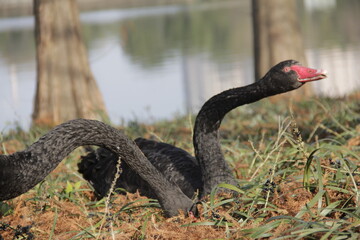 Dark black swan eating grass near lake