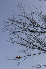 Nature Beautiful Tree Branches Isolated in the sky