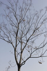 Nature Beautiful Tree Branches Isolated in the sky