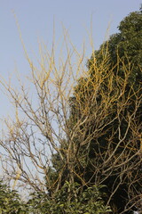 Fototapeta premium Nature Beautiful Tree Branches Isolated in the sky