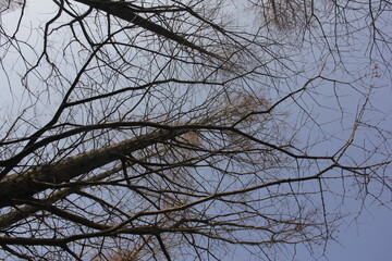 Nature Beautiful Tree Branches Isolated in the sky