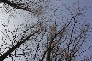 Nature Beautiful Tree Branches Isolated in the sky
