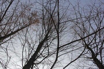 Nature Beautiful Tree Branches Isolated in the sky