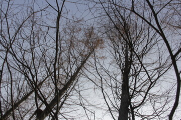 Nature Beautiful Tree Branches Isolated in the sky