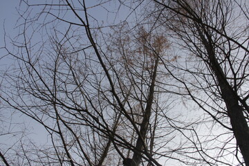Nature Beautiful Tree Branches Isolated in the sky