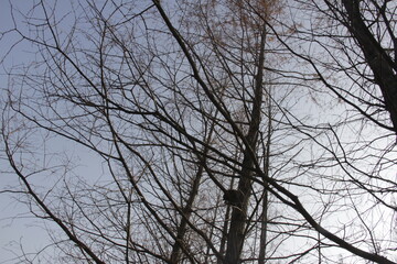 Nature Beautiful Tree Branches Isolated in the sky