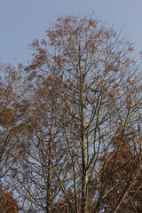 Nature Beautiful Tree Branches Isolated in the sky
