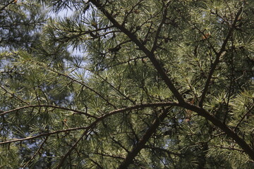 Green environment, shot in a park