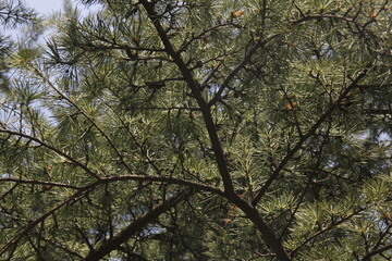Green environment, shot in a park
