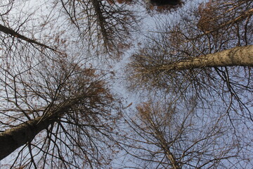 Nature Beautiful Tree Branches Isolated in the sky