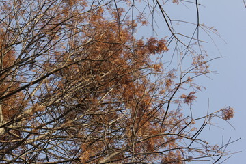 Nature Beautiful Tree Branches Isolated in the sky