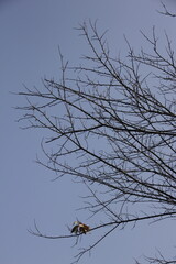 Nature Beautiful Tree Branches Isolated in the sky
