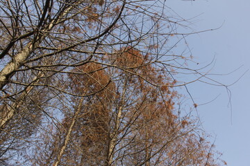 Nature Beautiful Tree Branches Isolated in the sky