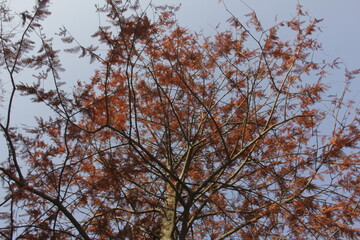 Nature Beautiful Tree Branches Isolated in the sky