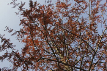 Nature Beautiful Tree Branches Isolated in the sky