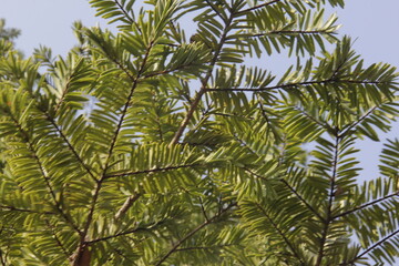 Green environment, shot in a park