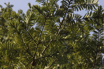 Green environment, shot in a park