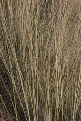 Dry wild environment