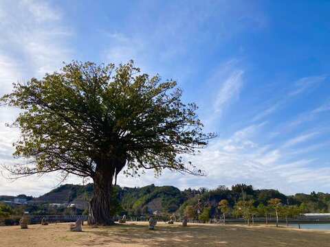 Japanese park with big ako trees