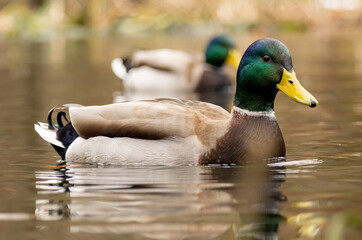 Mallard duck (Anas plathyrynchos) in natural habitat