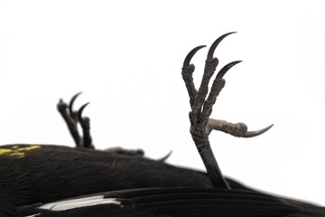 detail of dead bird legs on white background, bird leg concept