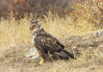 Common Buzzard in autumn mountain