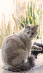 adult male ragdoll cat pet with white fur, ragdoll cat concept