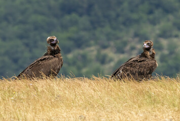 Cinereous vulture sitting on feeding station